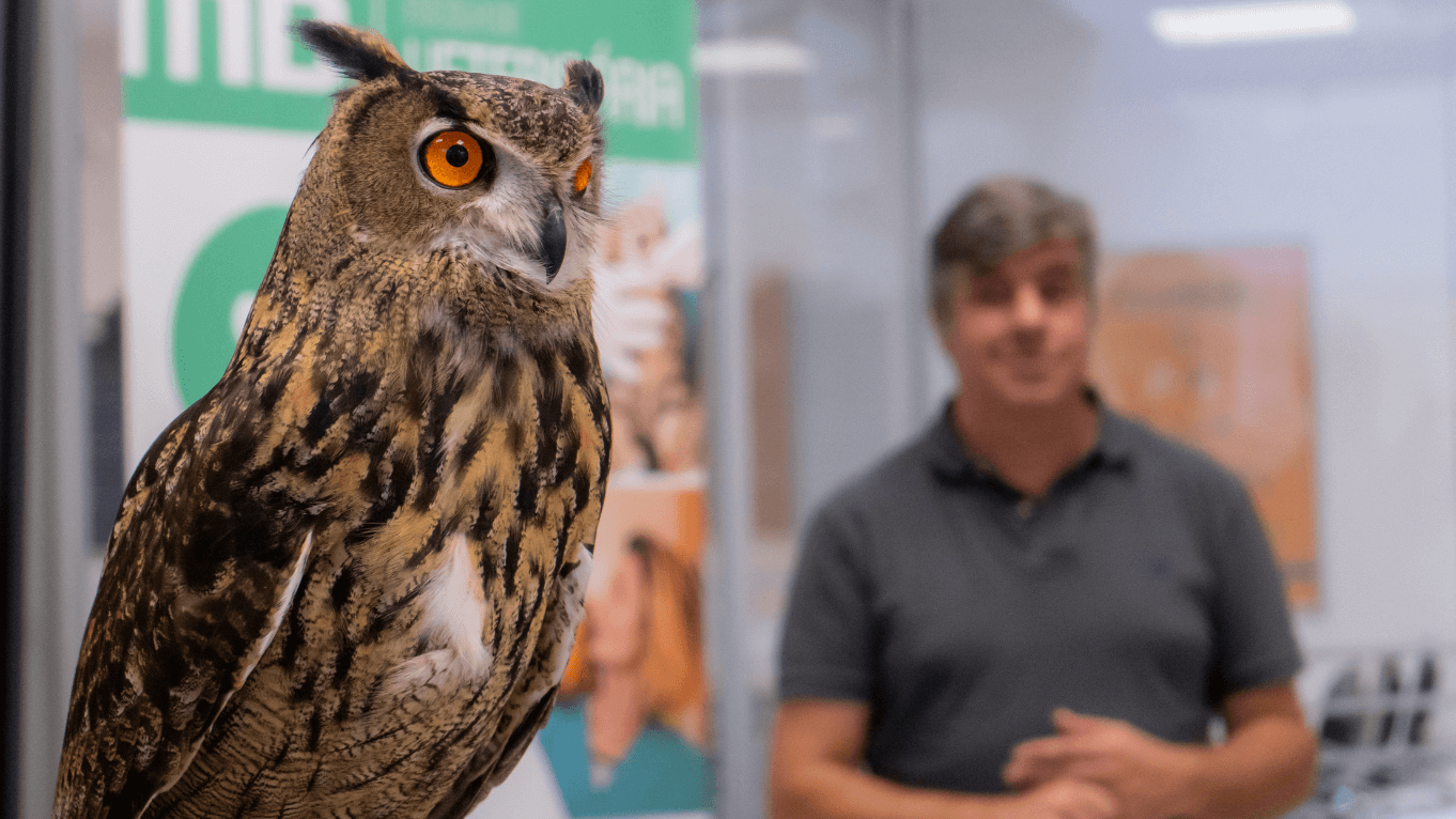 workshop aves de rapina